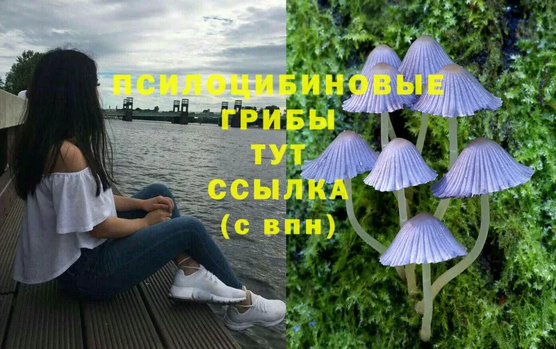 Галлюциногенные грибы Cubensis  Шадринск 